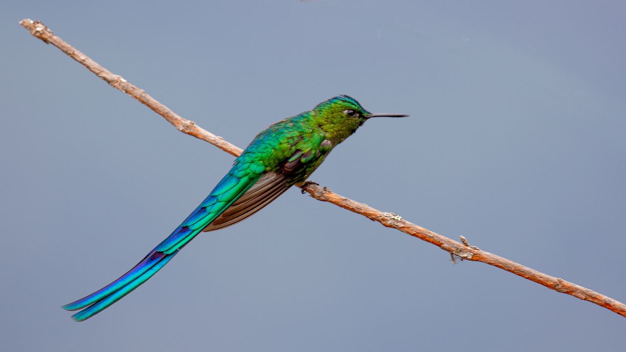 Ollantaytambo to Machu Picchu with Birdwatching (7)