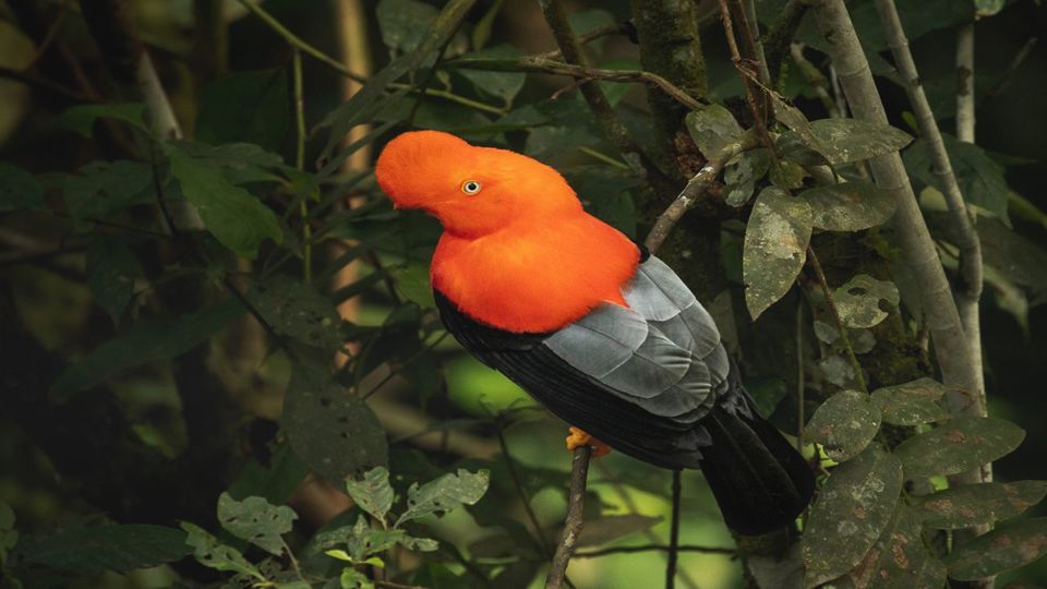 Ollantaytambo to Machu Picchu with Birdwatching foto 5