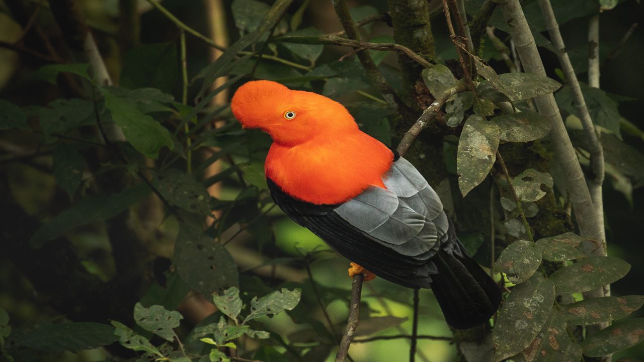 Ollantaytambo to Machu Picchu with Birdwatching (4)