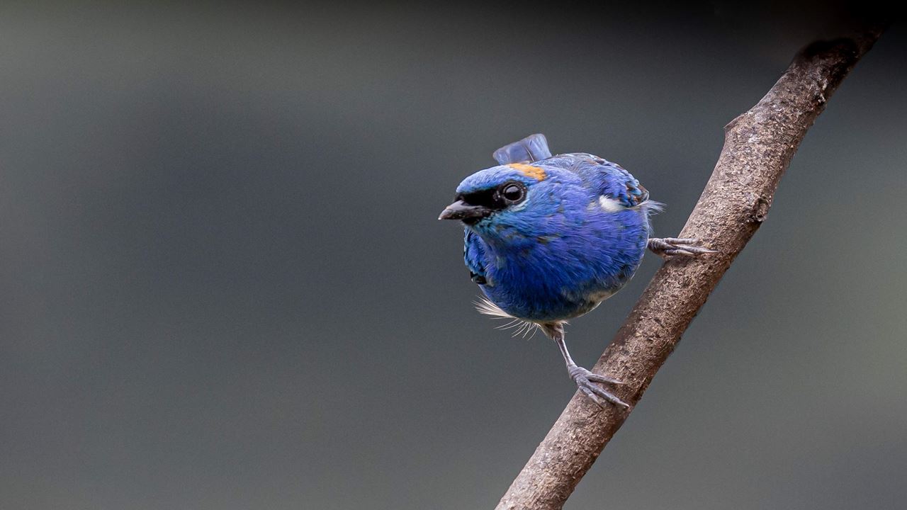 Ollantaytambo to Machu Picchu with Birdwatching (2)