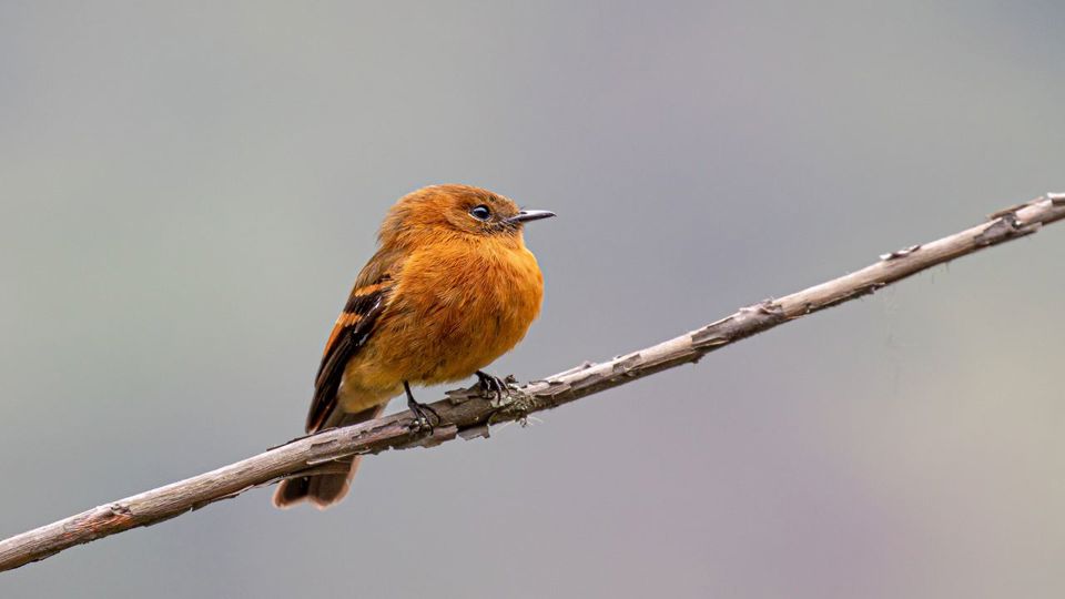 Ollantaytambo to Machu Picchu with Birdwatching foto 2