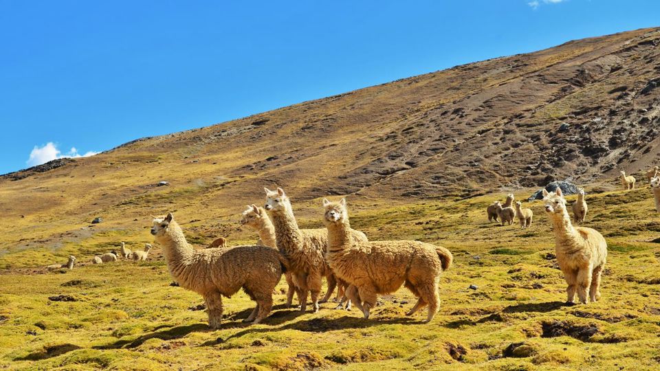 Rainbow Mountain & Vinicunca Day Trip foto 8