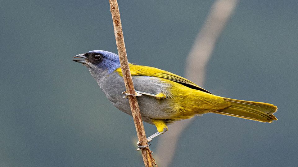 Birdwatching at Abra Malaga from Ollantaytambo foto 7