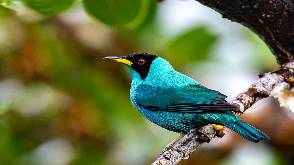 Birdwatching at Abra Malaga from Ollantaytambo foto 8