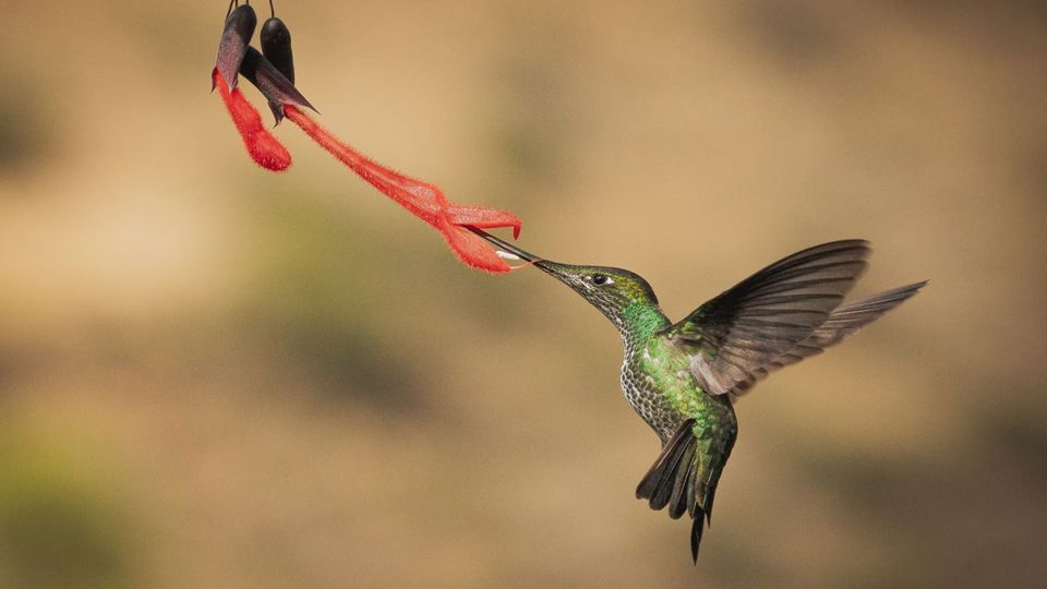 Birdwatching at Abra Malaga from Ollantaytambo foto 4