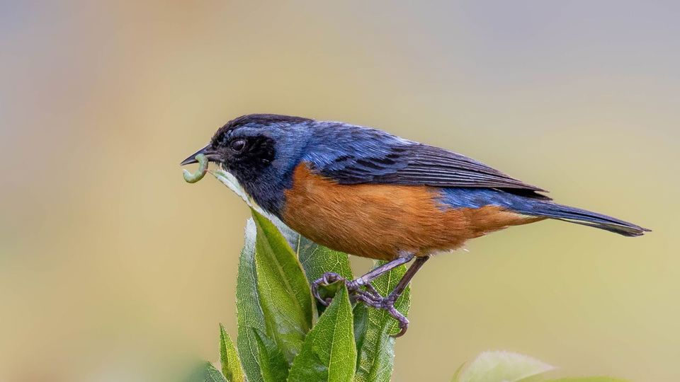Birdwatching at Abra Malaga from Ollantaytambo foto 2