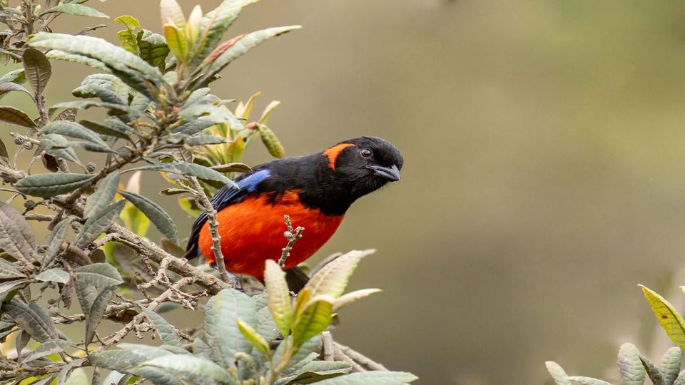 Birdwatching at Abra Malaga from Ollantaytambo foto 10