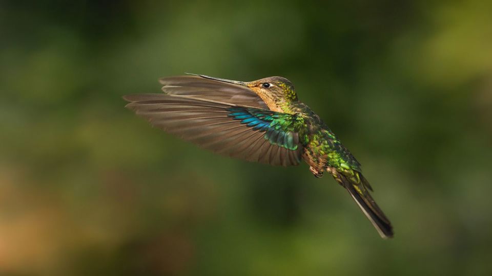 Birdwatching at Abra Malaga from Ollantaytambo foto 1