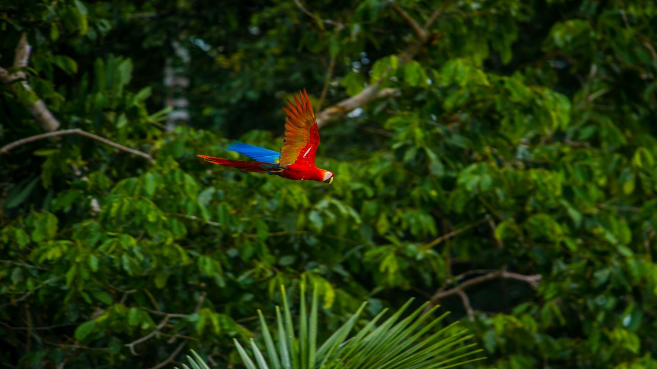 Viaje A La Selva Del Manu foto 6