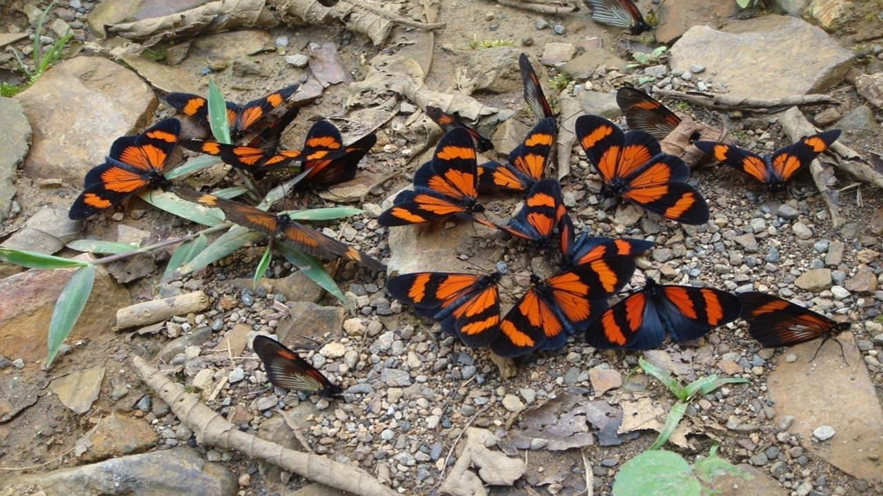 Viaje A La Selva Del Manu foto 5