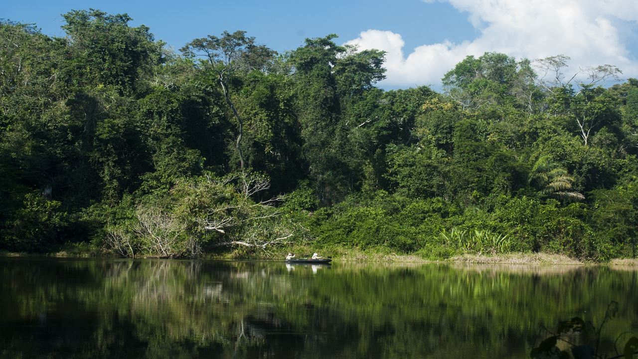 Viaje A La Selva Del Manu foto 10