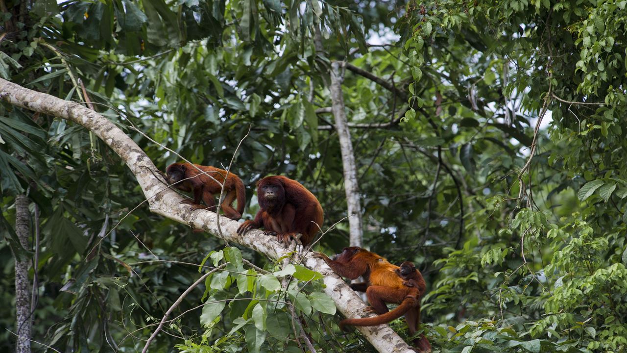 Viaje A La Selva Del Manu foto 8