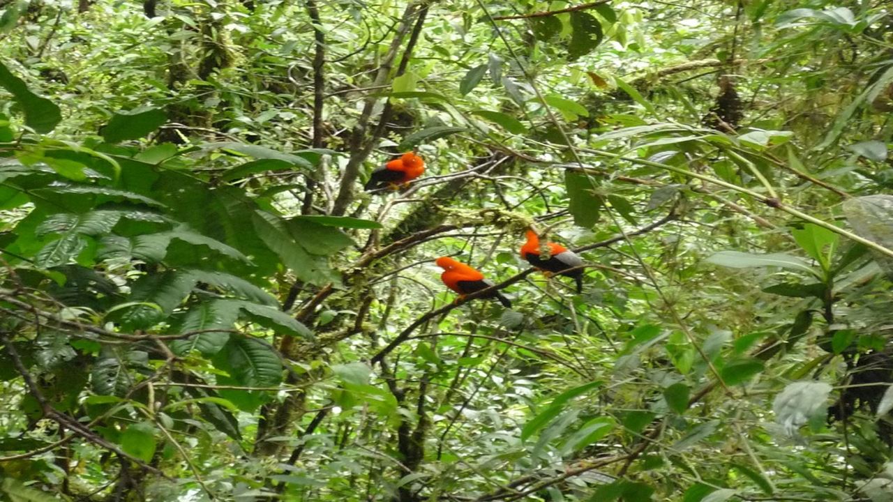 Viaje A La Selva Del Manu foto 12