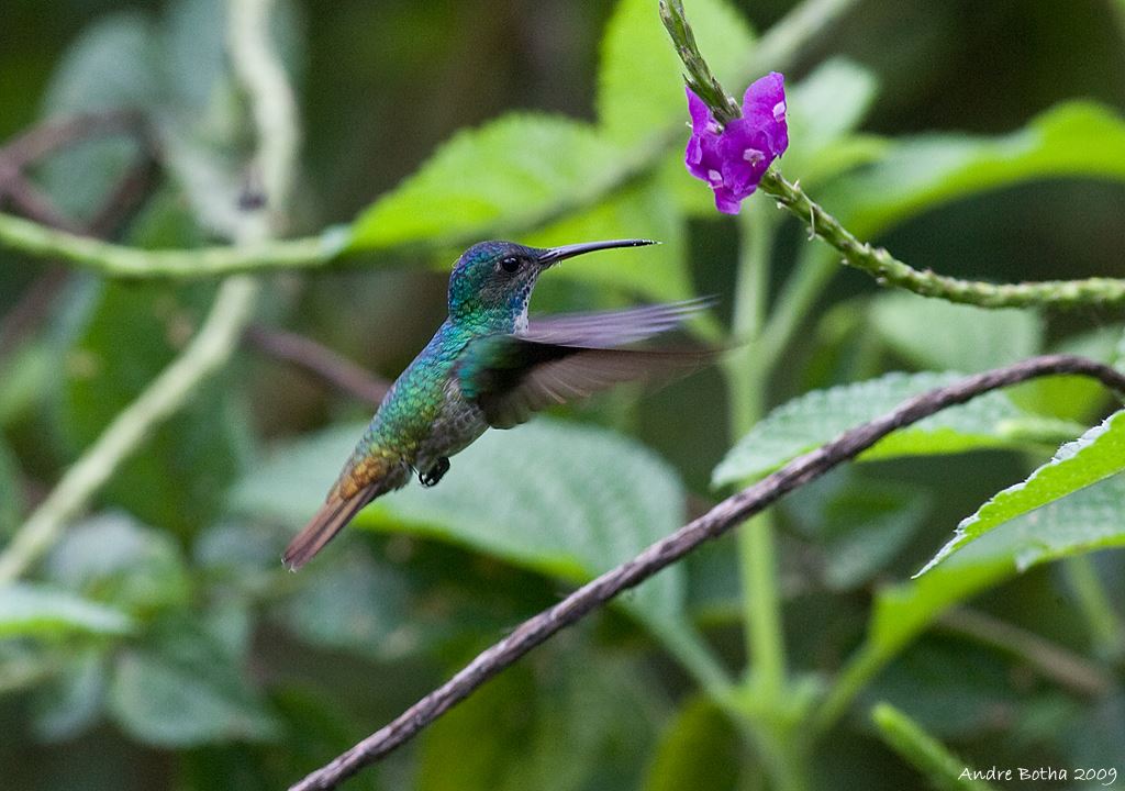 Viaje A La Selva Del Manu foto 9