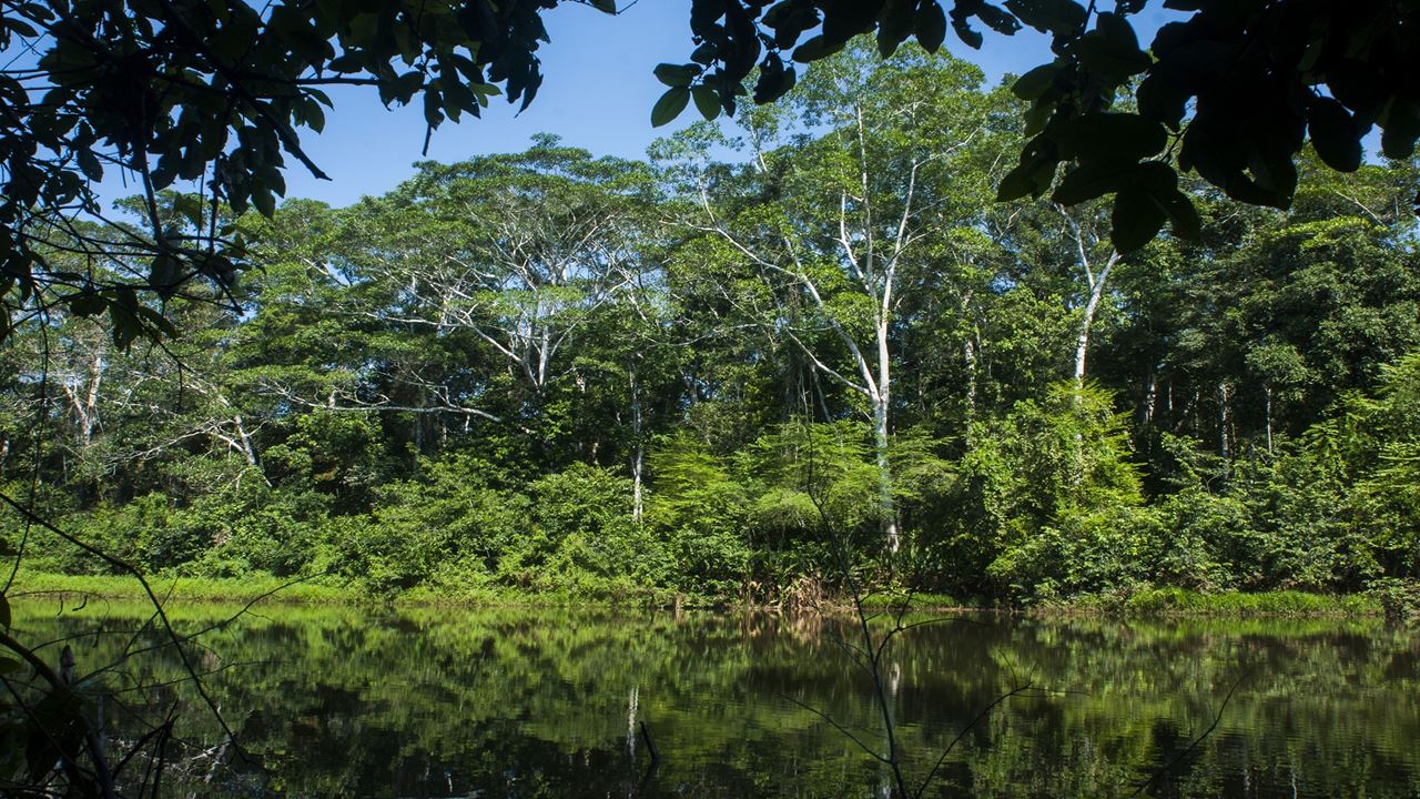 Lodge En La Selva Del Manu foto 10