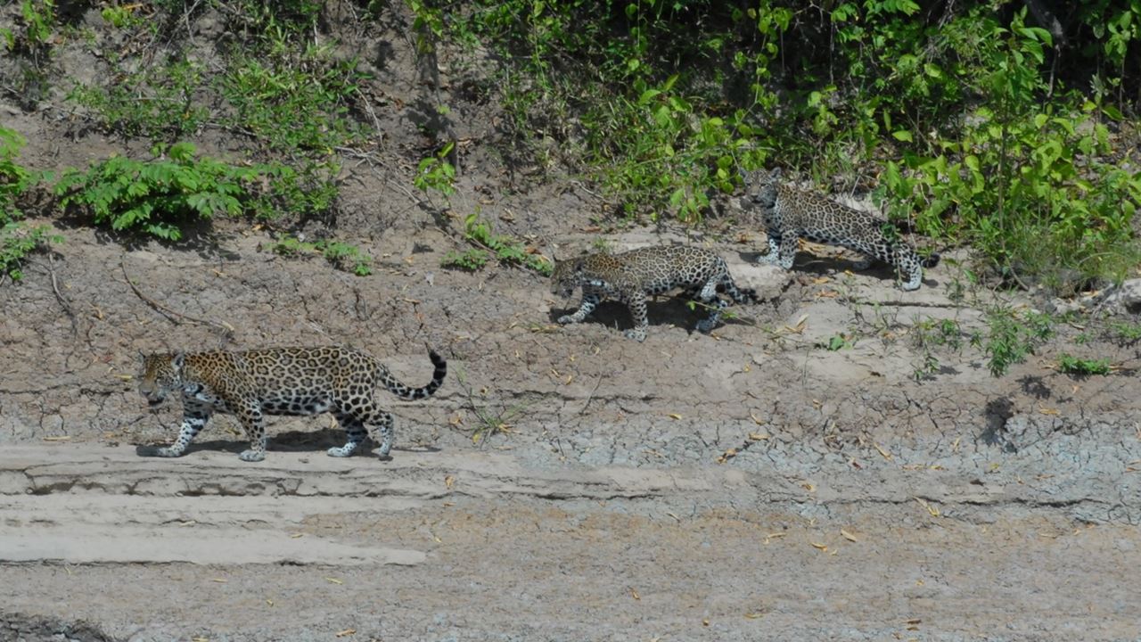 Tour A La Reserva De Biosfera Del Manu foto 9