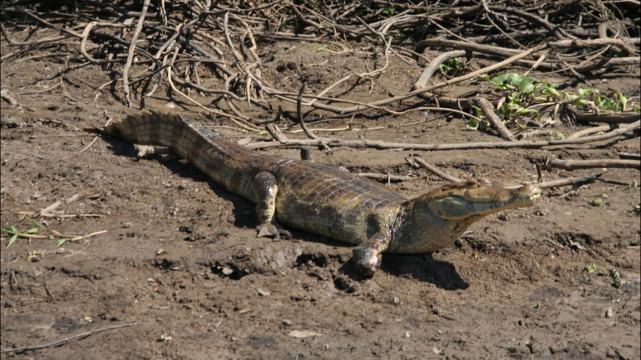 Tour A La Reserva De Biosfera Del Manu foto 5