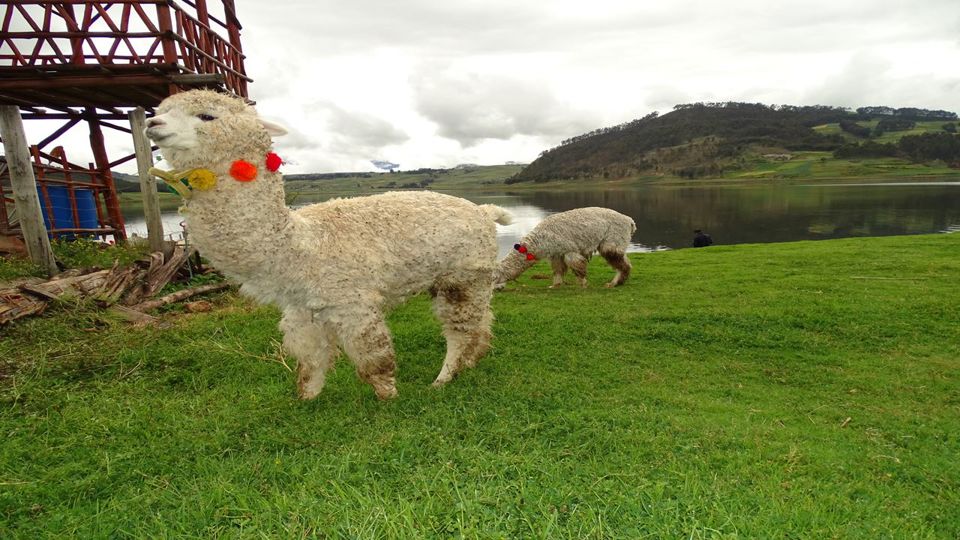 ATV Ride in Maras Moray foto 9