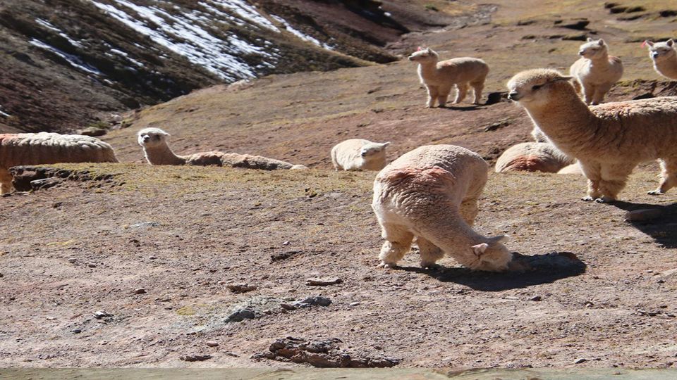 Palccoyo & Rainbow Mountain Day Trip foto 10